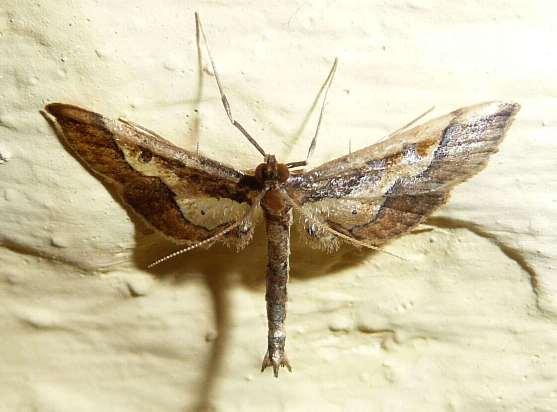 Image of Ornate Hydriris Moth