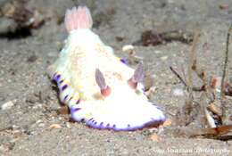 Image of Pale gold and purple slug