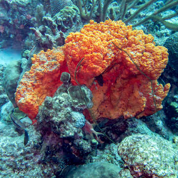 Image of Black Wire Coral