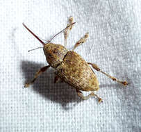 Image of Weevil