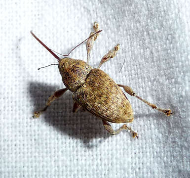 Curculio elephas Fabricius & J. C. 1781 resmi