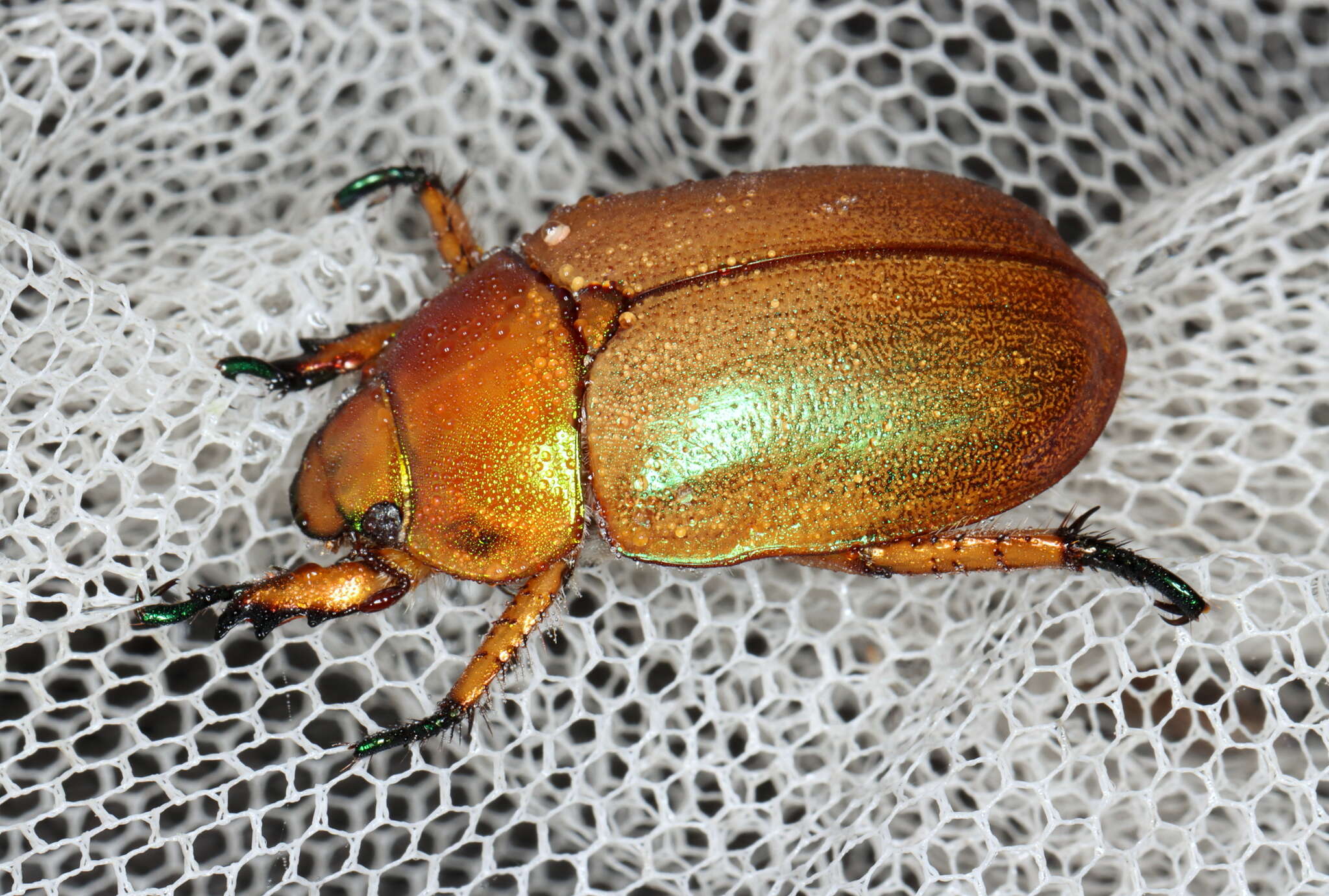 Image of Copper Crown Beetle