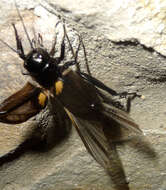 Image of two-spotted cricket