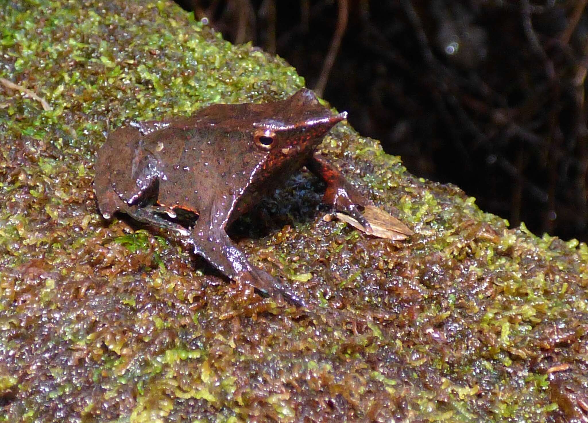 Image of Darwin's Frogs