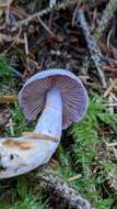 Image of Cortinarius oregonensis A. H. Sm. 1939