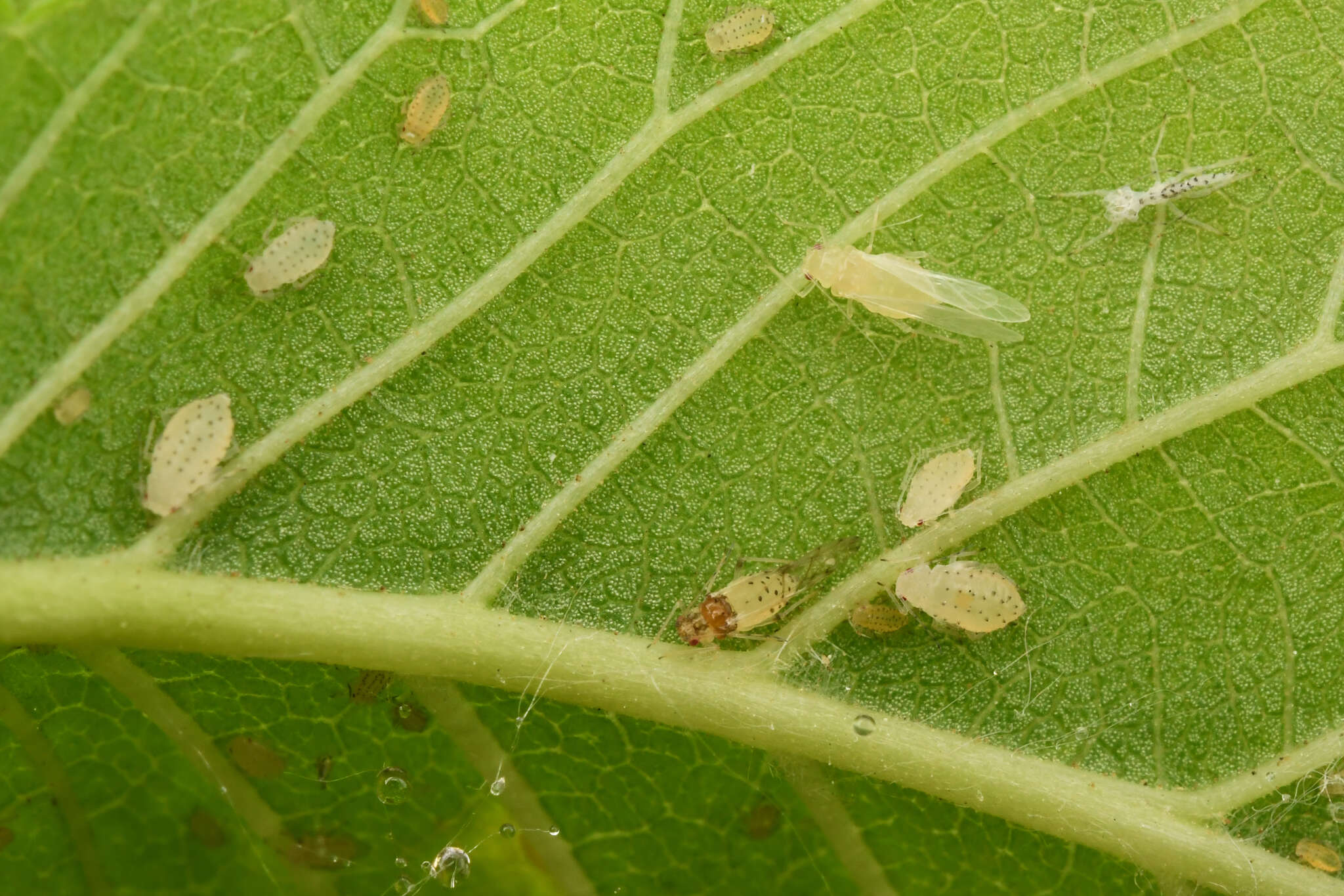 Image of Aphid