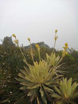 Image de Espeletia grandiflora Humb. & Bonpl.