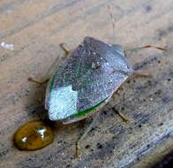 Image of Southern green stink bug