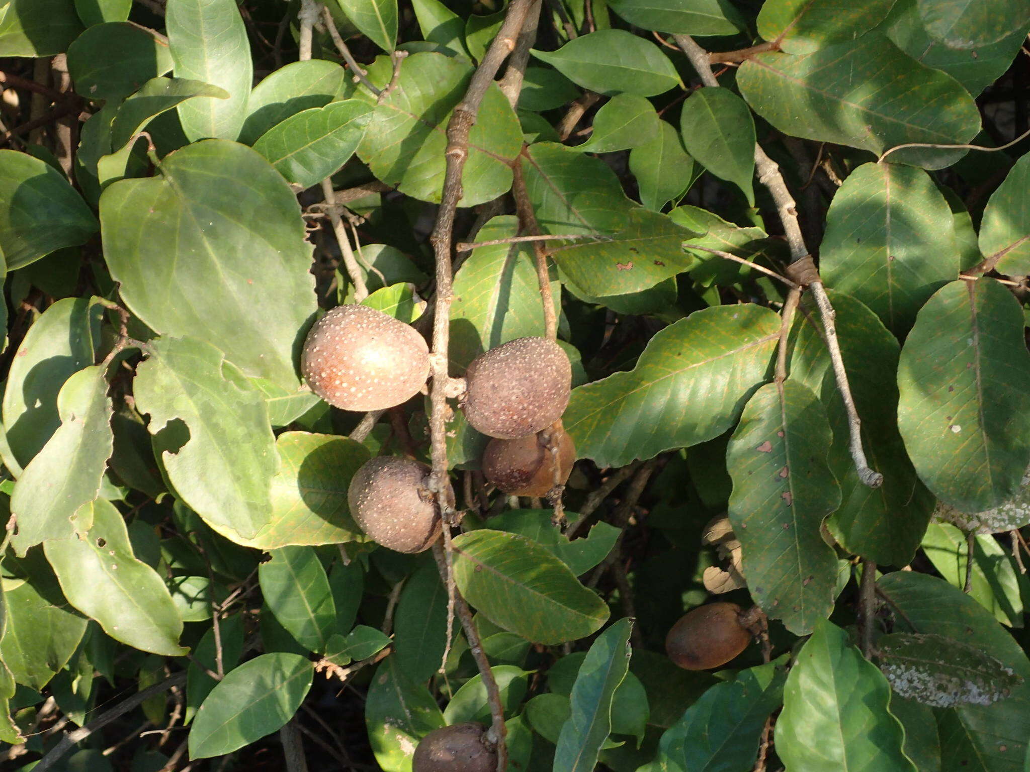 Image of Neocarya macrophylla (Sabine) Prance ex F. White