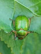 Image of Beetle