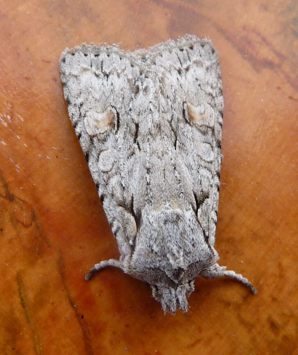 Image of grey shoulder-knot