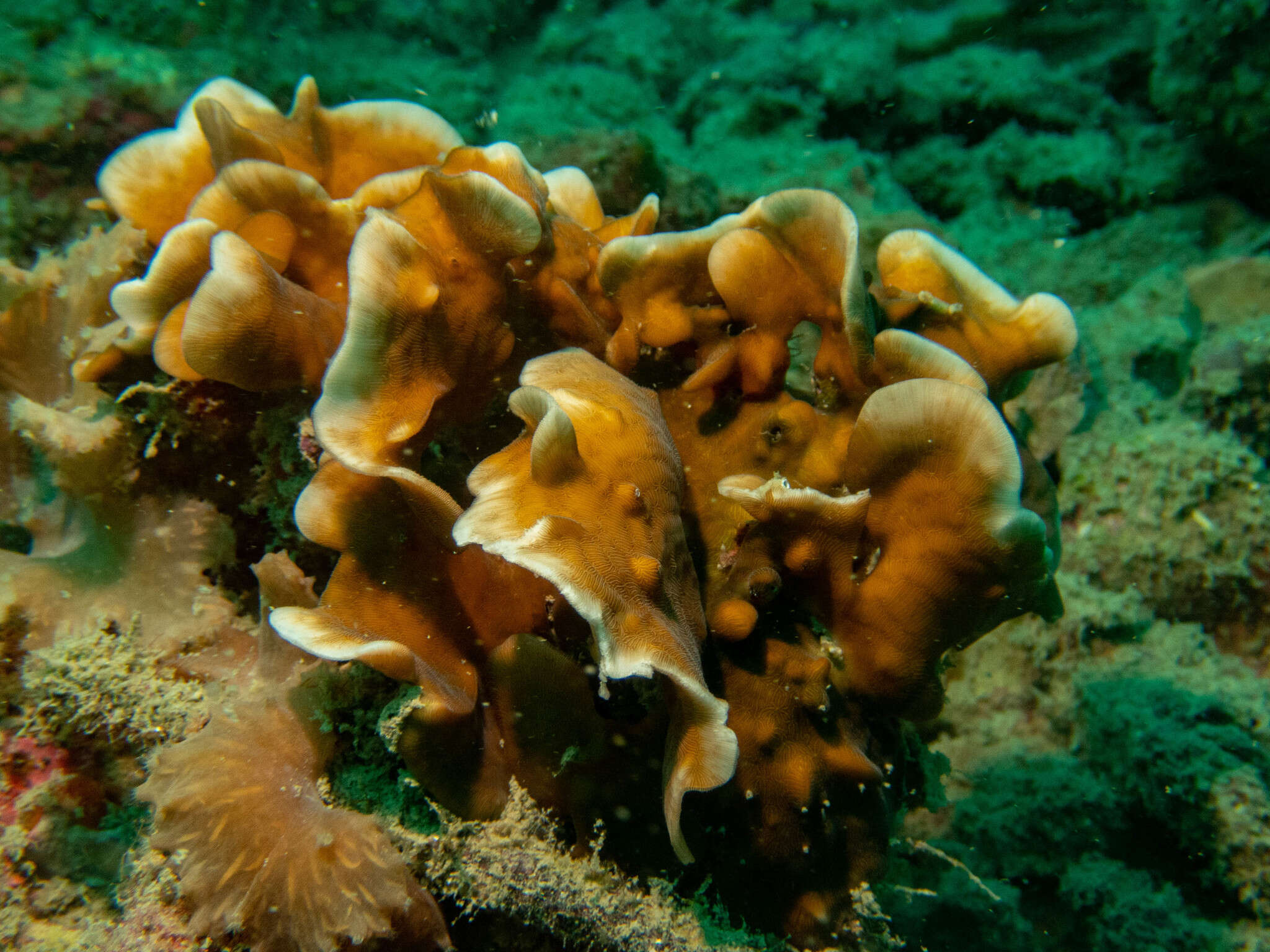 Image of Pavona coral