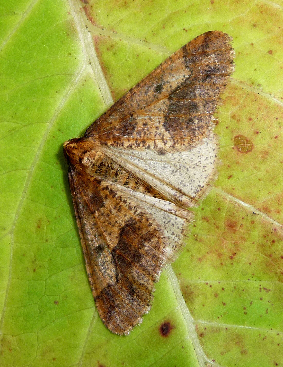 Image of mottled umber