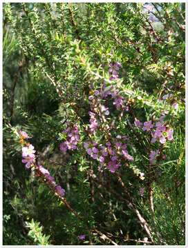 Image of Pink Tea Tree