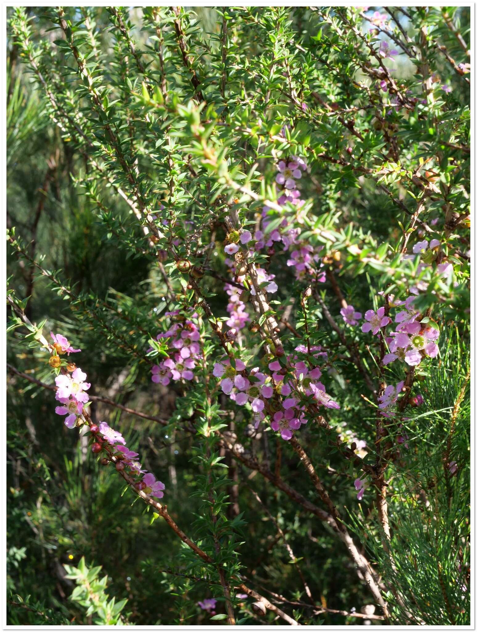 Слика од Leptospermum squarrosum Gaertn.