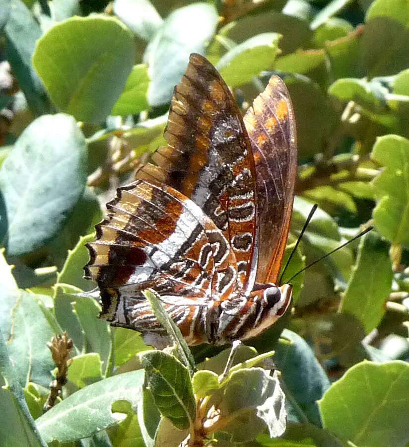 Image of Two-tailed Pasha