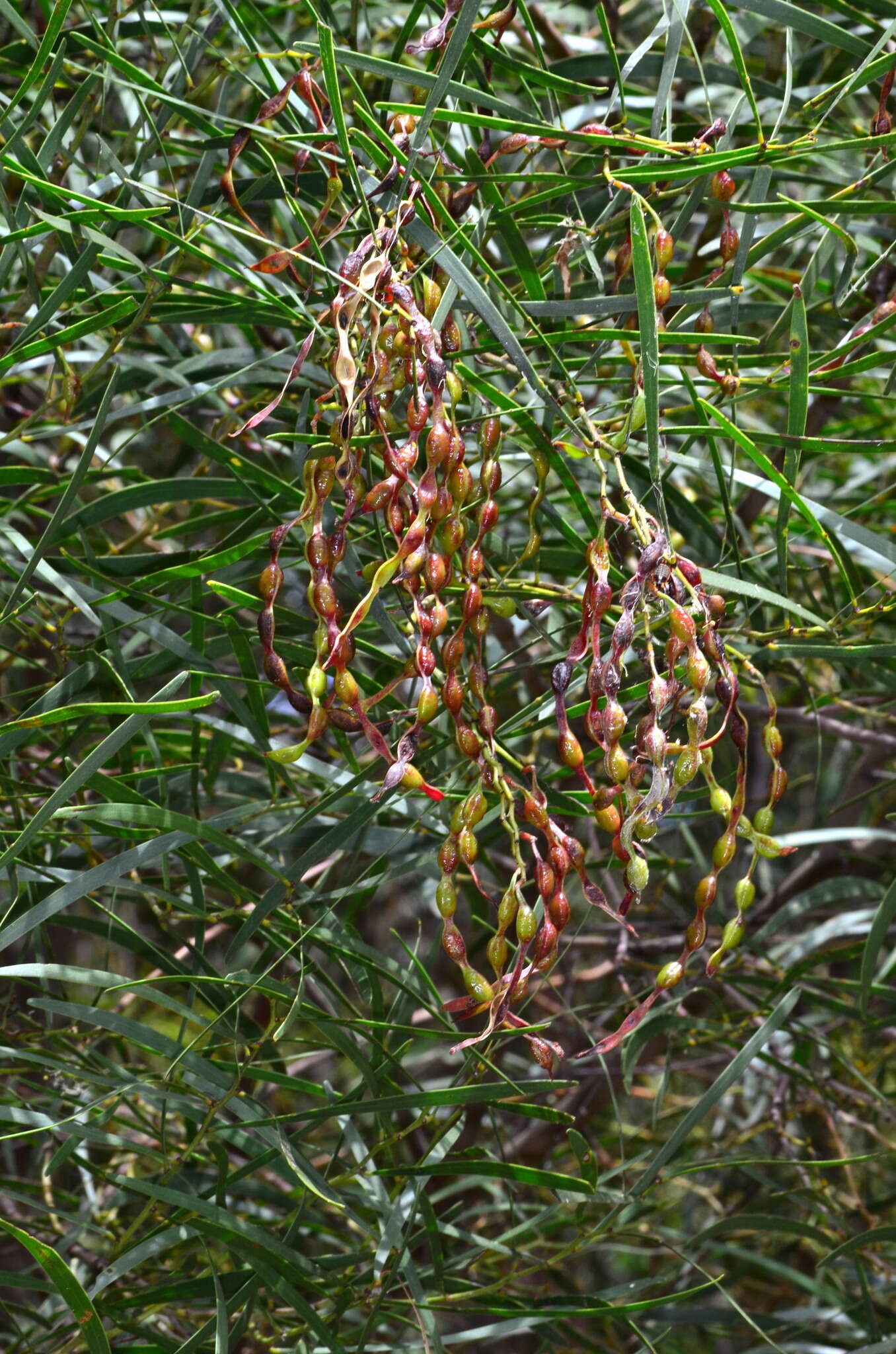 Image of Acacia hakeoides A. Cunn. ex Benth.