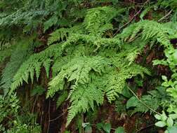 Image of Dryopteris aemula (Ait.) O. Kuntze