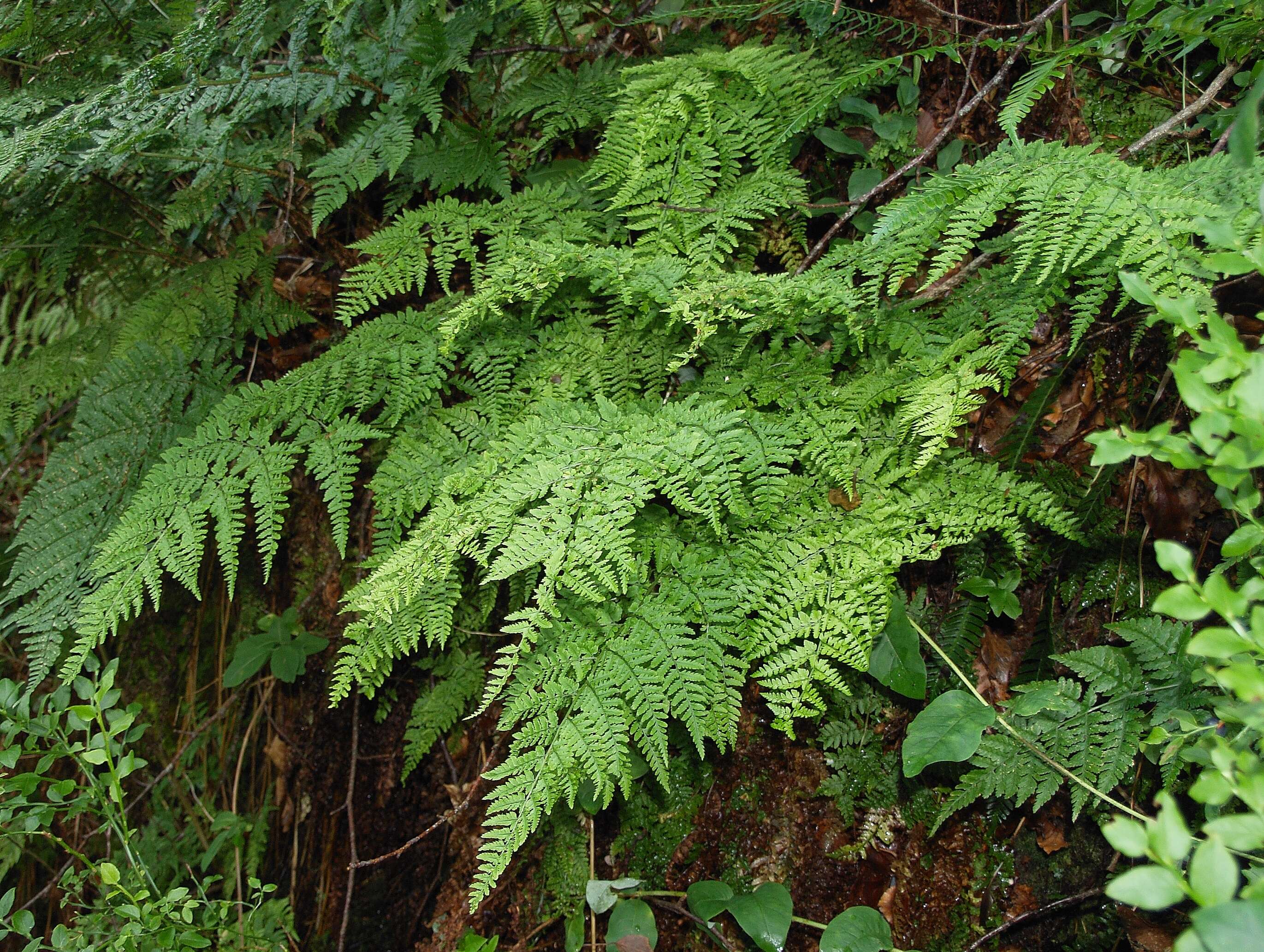 Imagem de Dryopteris aemula (Ait.) O. Kuntze