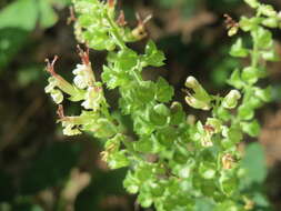Слика од Teucrium scorodonia L.