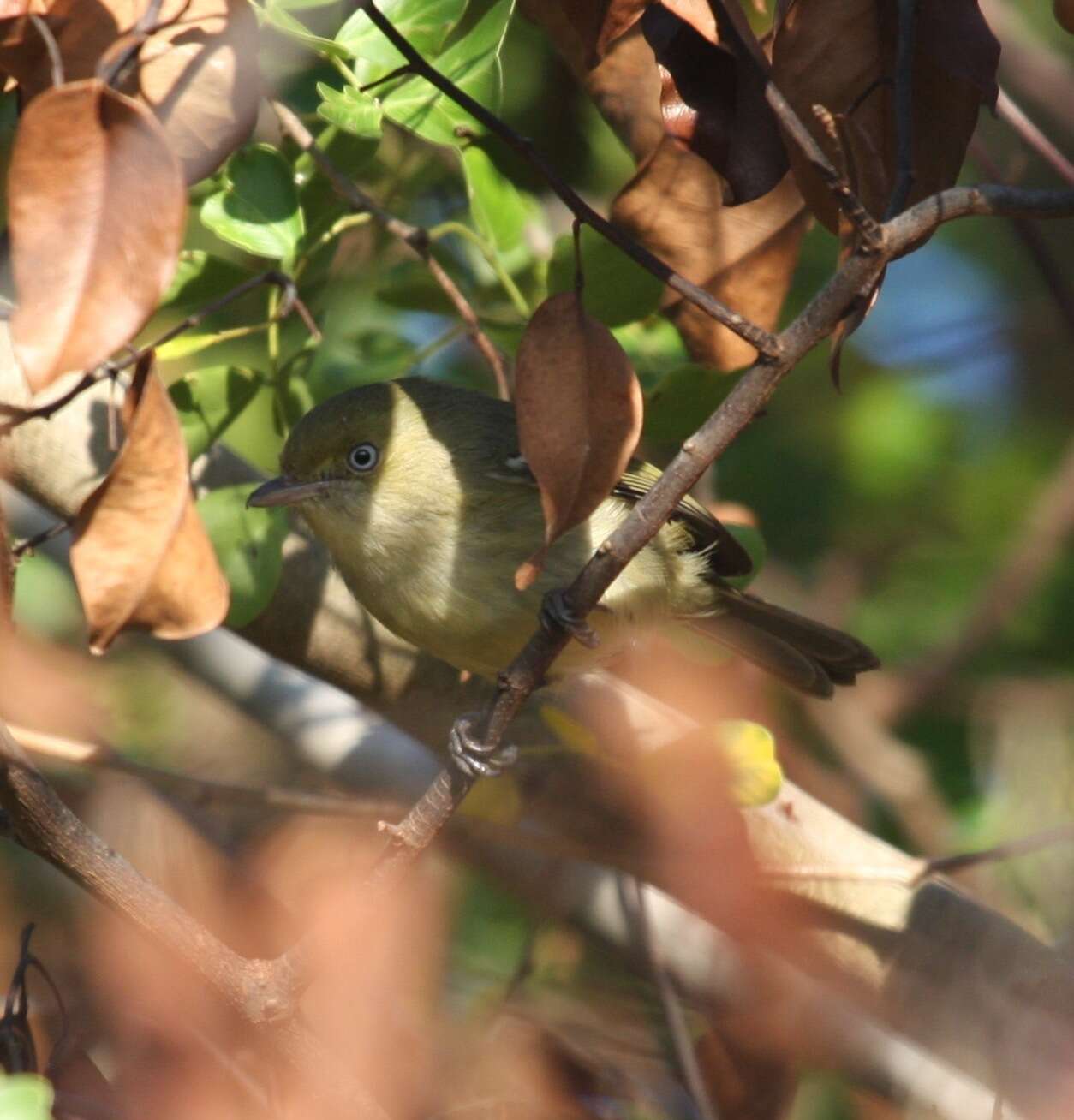 Image of Jamaican Vireo