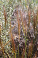 Imagem de Elymus elymoides (Raf.) Swezey