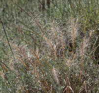 Imagem de Elymus elymoides (Raf.) Swezey