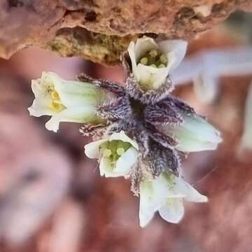 Image of Crassula ausensis subsp. ausensis