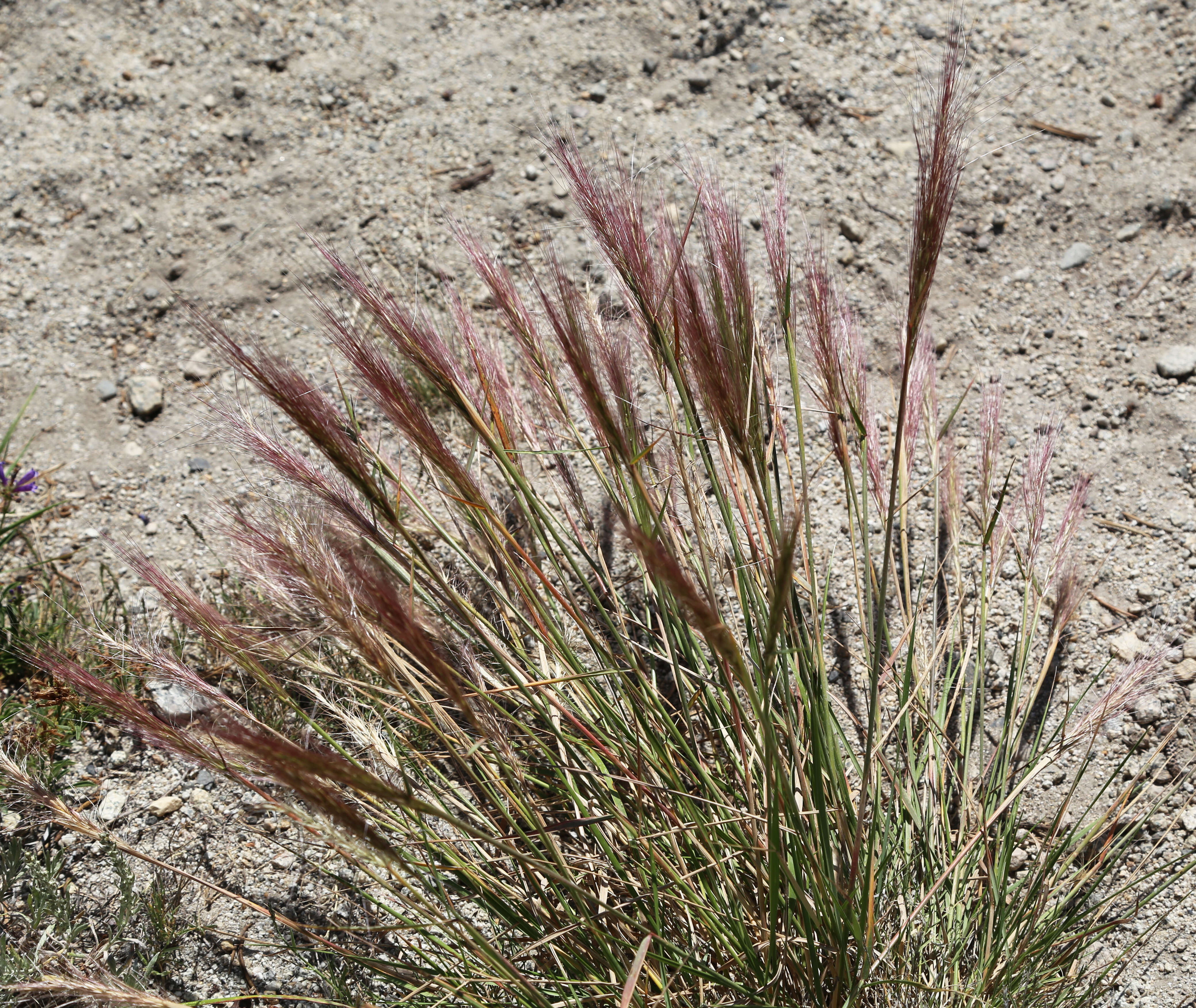 Imagem de Elymus elymoides (Raf.) Swezey