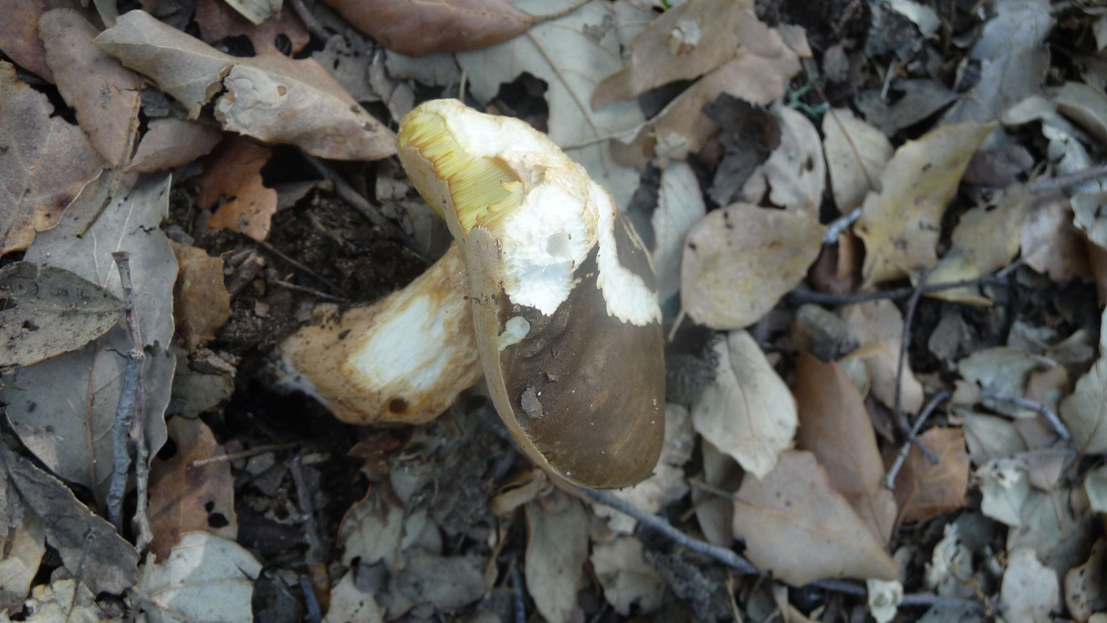 Image of Leccinum scabrum (Bull.) Gray 1821