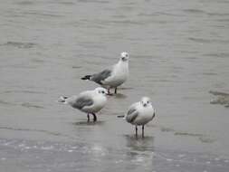 Image de Mouette de Patagonie