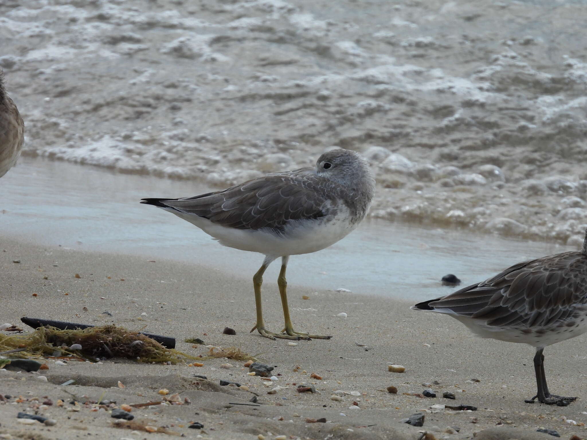 Image of Nordmann's Greenshank