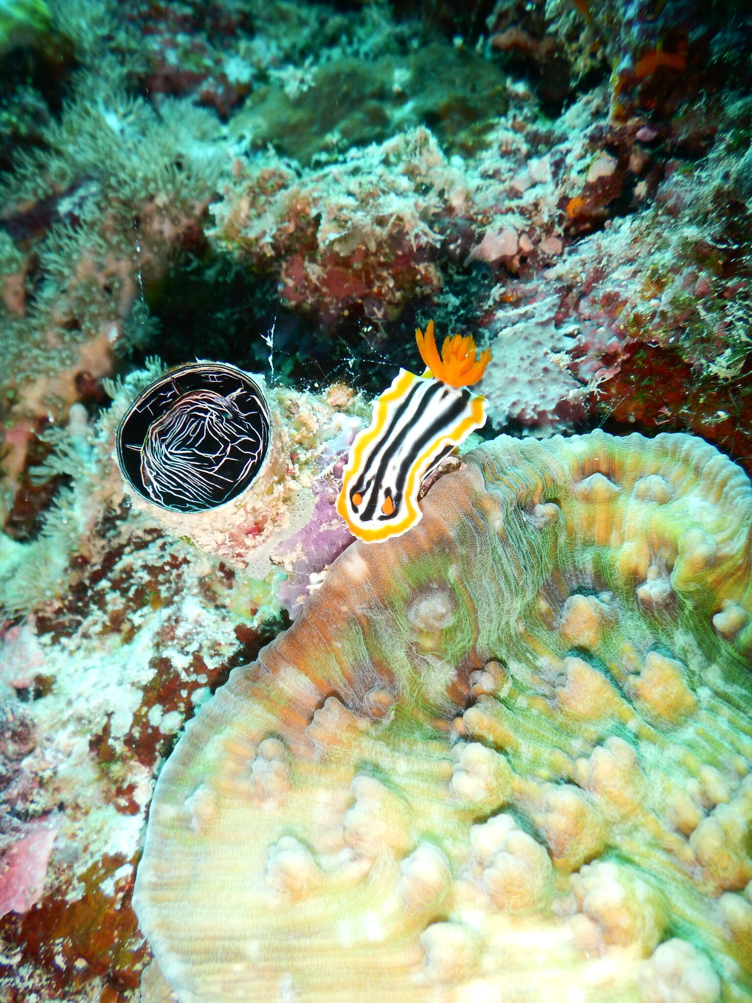 Image of Brown plating hard coral