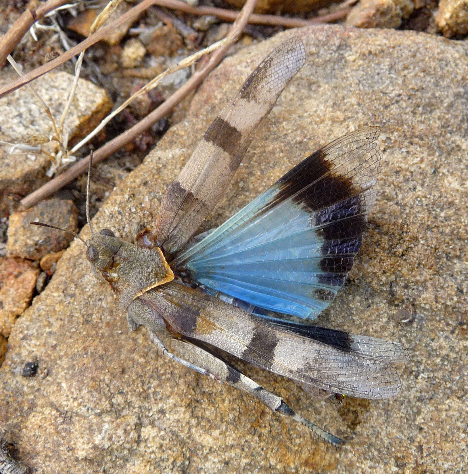 Image of blue-winged grasshopper