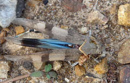 Image of blue-winged grasshopper