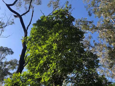 Image of Australian teak