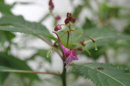 Image of Impatiens devolii T. C. Huang