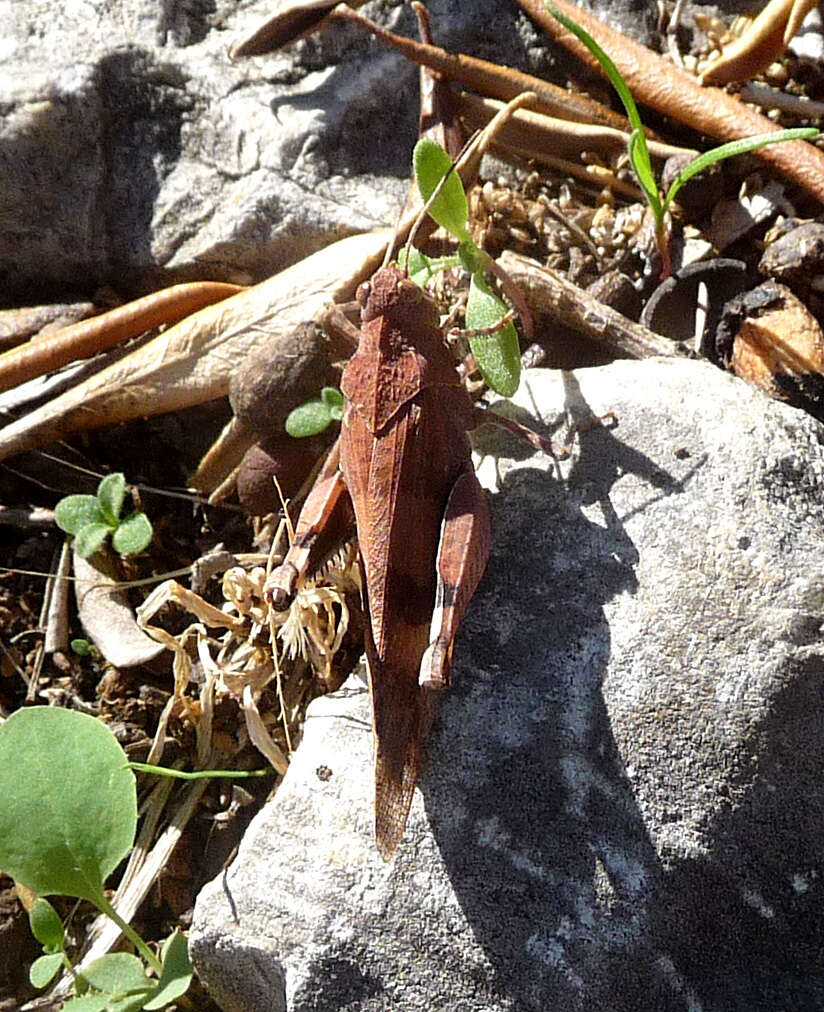 Image of blue-winged grasshopper