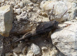 Image of blue-winged grasshopper