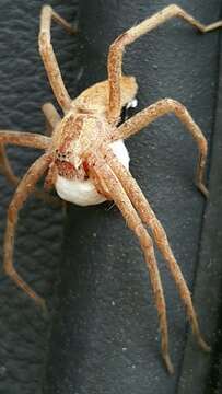 Image of Nursery Web Spider