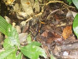 Image of Snail-eating Thirst Snake