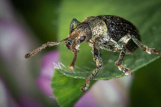 Plancia ëd Phyllobius (Parnemoicus) viridicollis (Fabricius 1792)