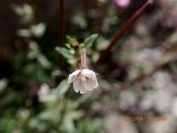 Image de Epilobium hohuanense S. S. Ying