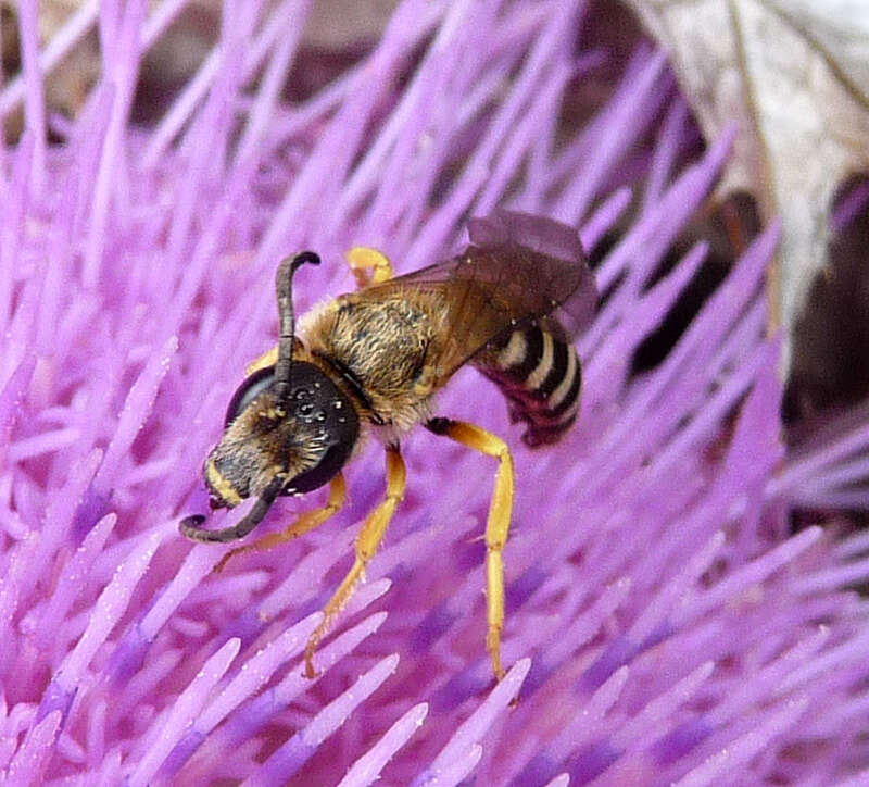 Image of Halictus scabiosae (Rossi 1790)