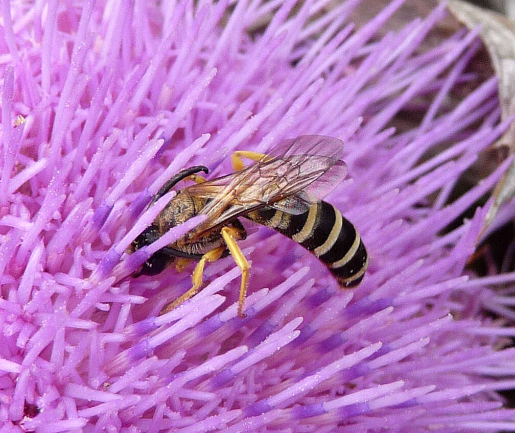 Image of Halictus scabiosae (Rossi 1790)