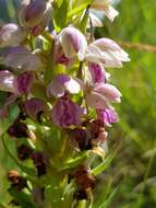 Image de Brachycorythis conica subsp. transvaalensis Summerh.