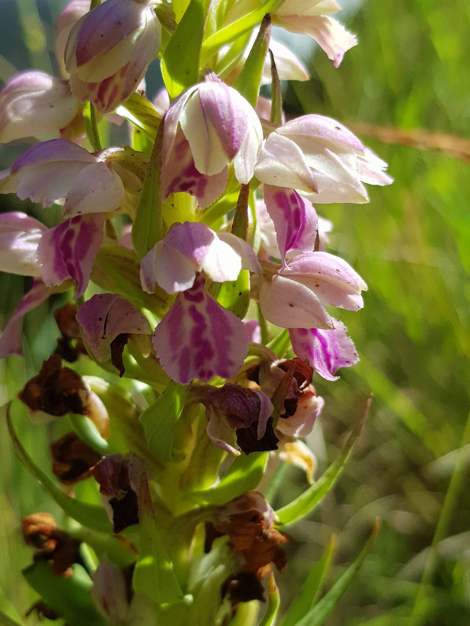 Image de Brachycorythis conica subsp. transvaalensis Summerh.