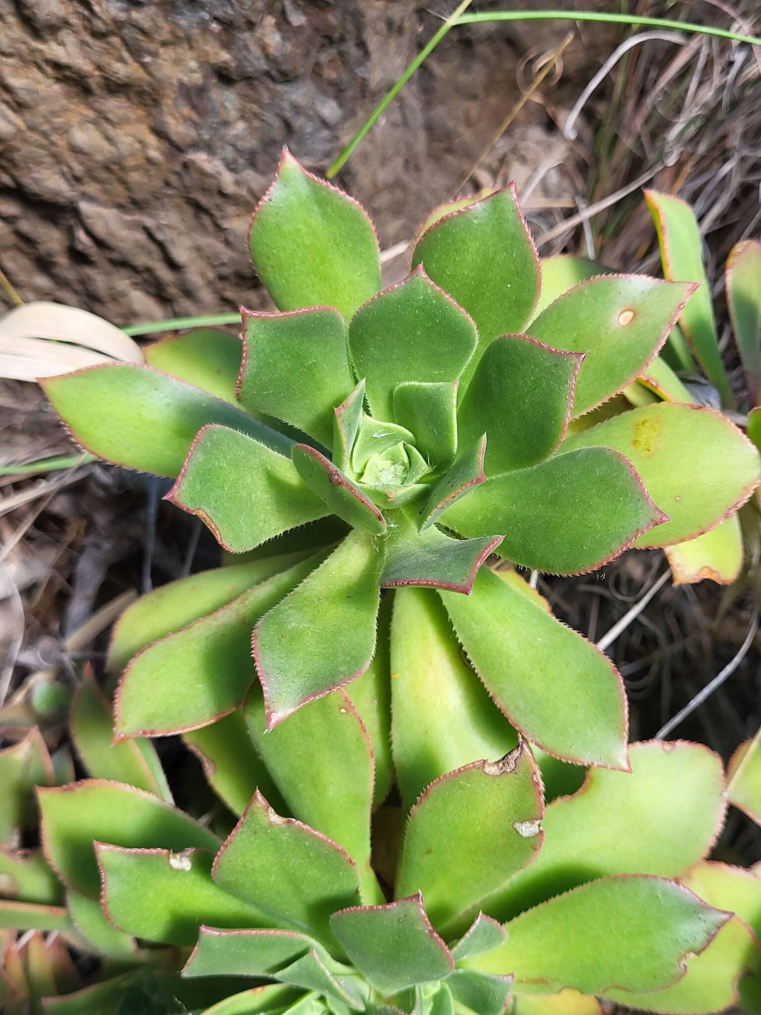 Image of Aeonium decorum Webb ex C. Bolle