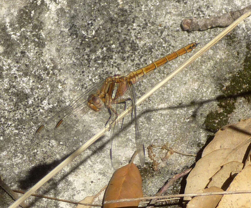 Image of Epaulet Skimmer