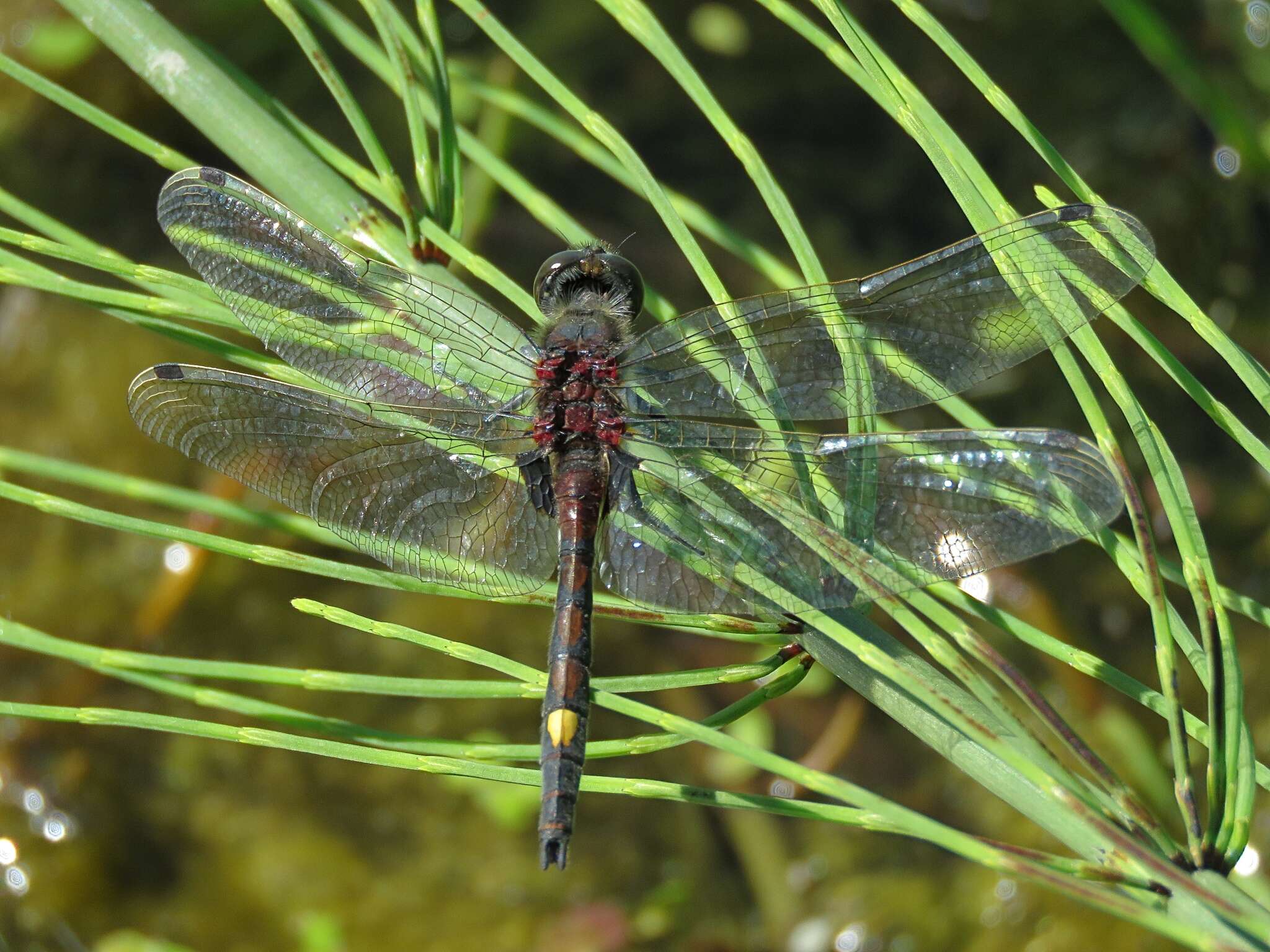 Image of Yellow-spotted Whiteface